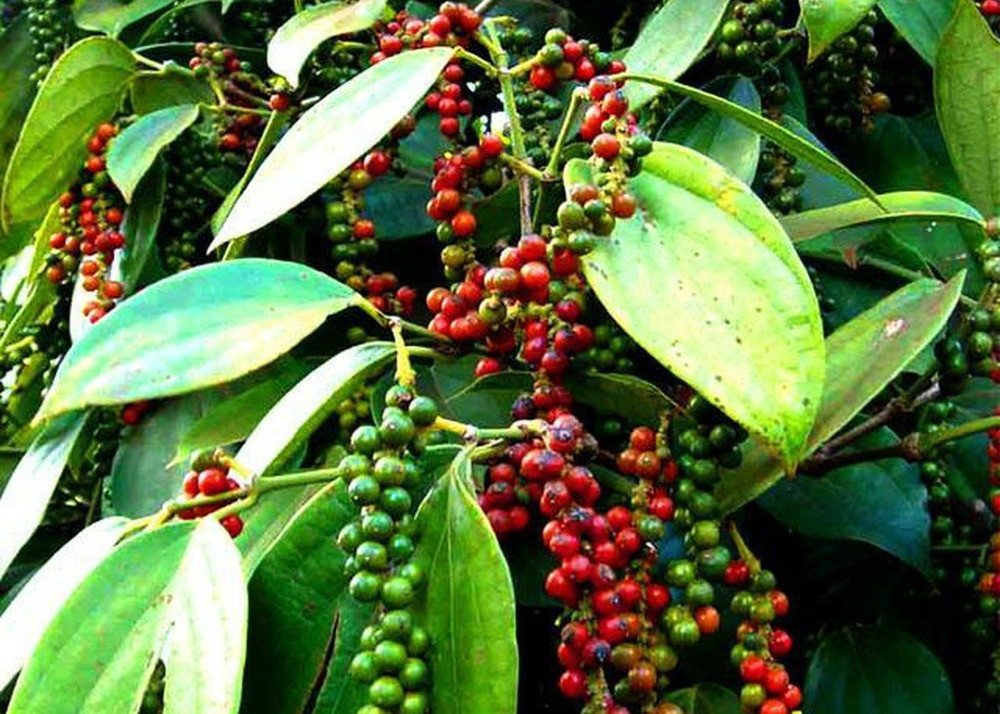 Hồ tiêu chuẩn bị bước vào chính vụ thu hoạch.