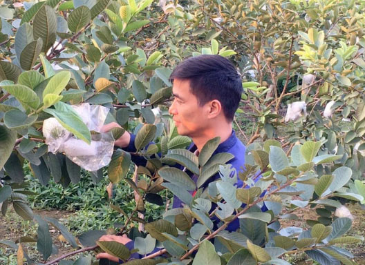 Lệ Rơi gắn bó với cây ổi và mong muốn phát triển thương hiệu ổi của quê hương.