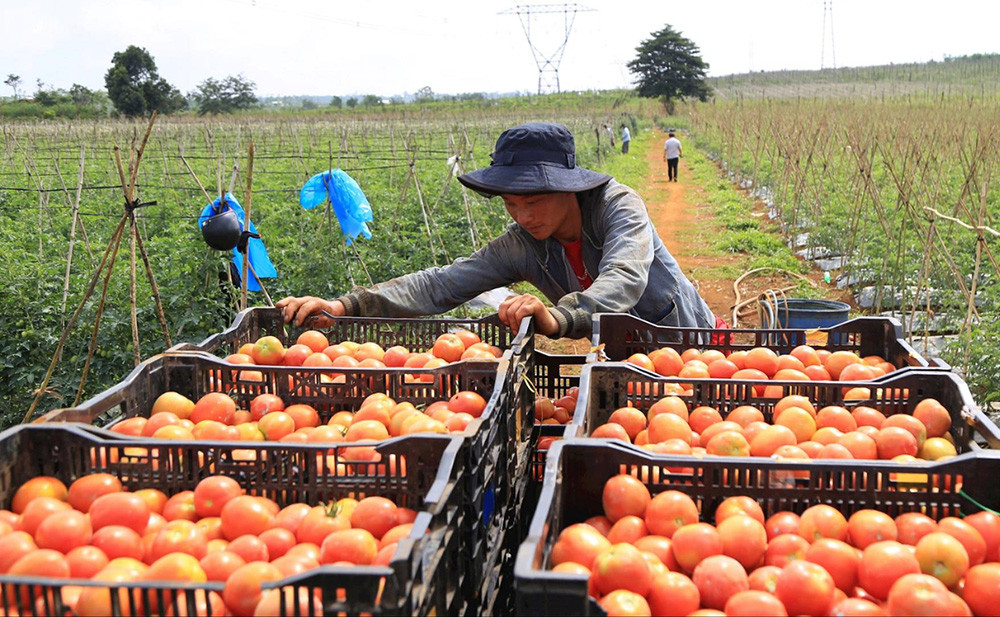 Để giữ được thị trường xuất khẩu, nông sản Việt cần đáp ứng các quy chuẩn của quốc gia nhập khẩu (Ảnh minh hoạ)