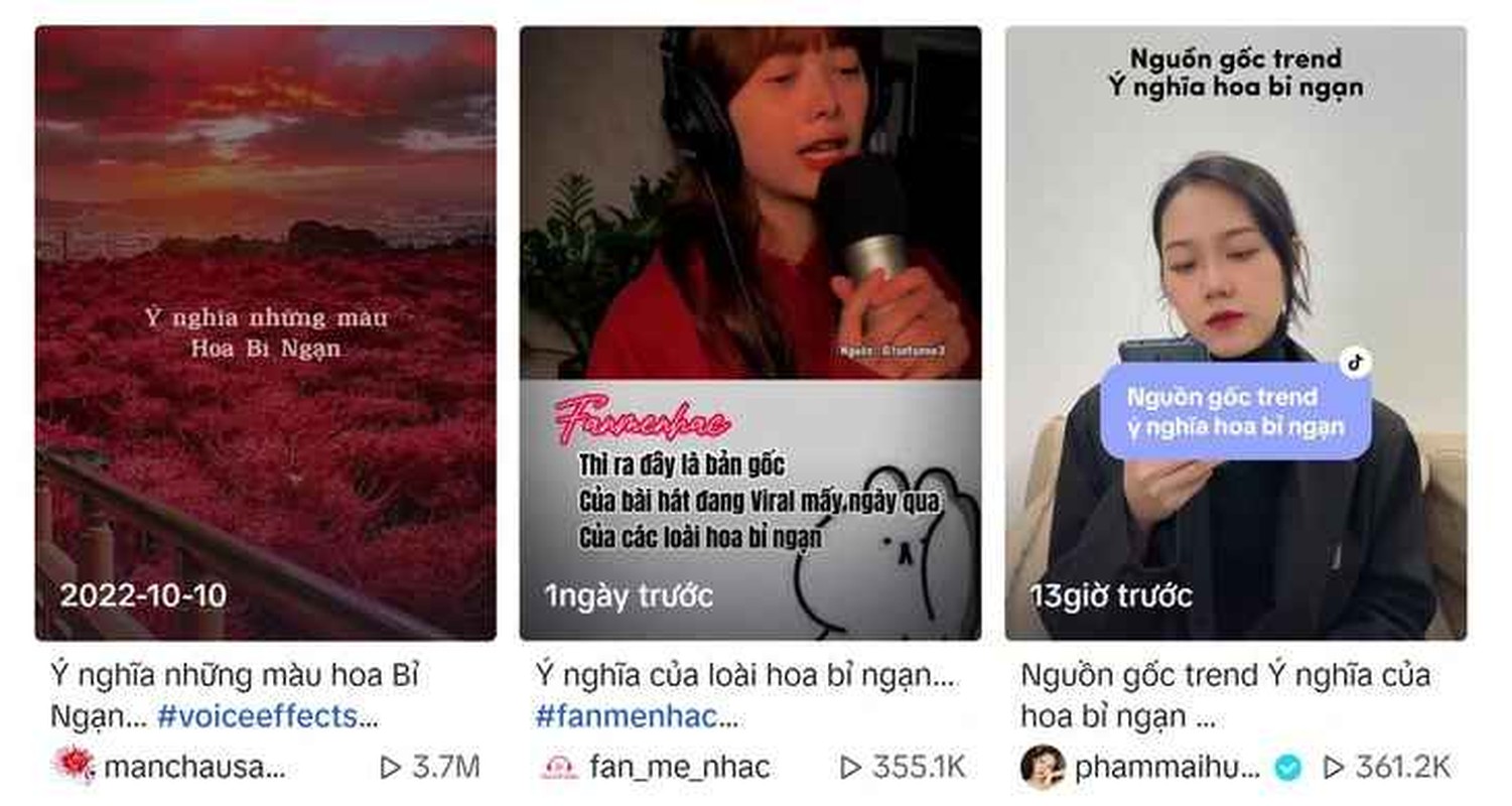 Trên các nền tảng MXH, “ý nghĩa hoa bỉ ngạn” đang là từ khóa tìm kiếm phổ biến những ngày gần đây.