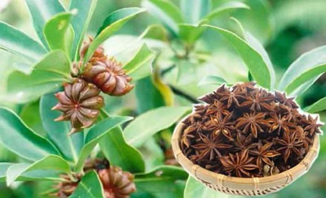 Hoa hồi là một mặt hàng xuất khẩu tiềm năng của Việt Nam. Ảnh minh họa