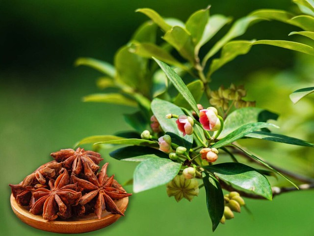 Hoa hồi thường nở hai lần trong năm. Ảnh minh họa