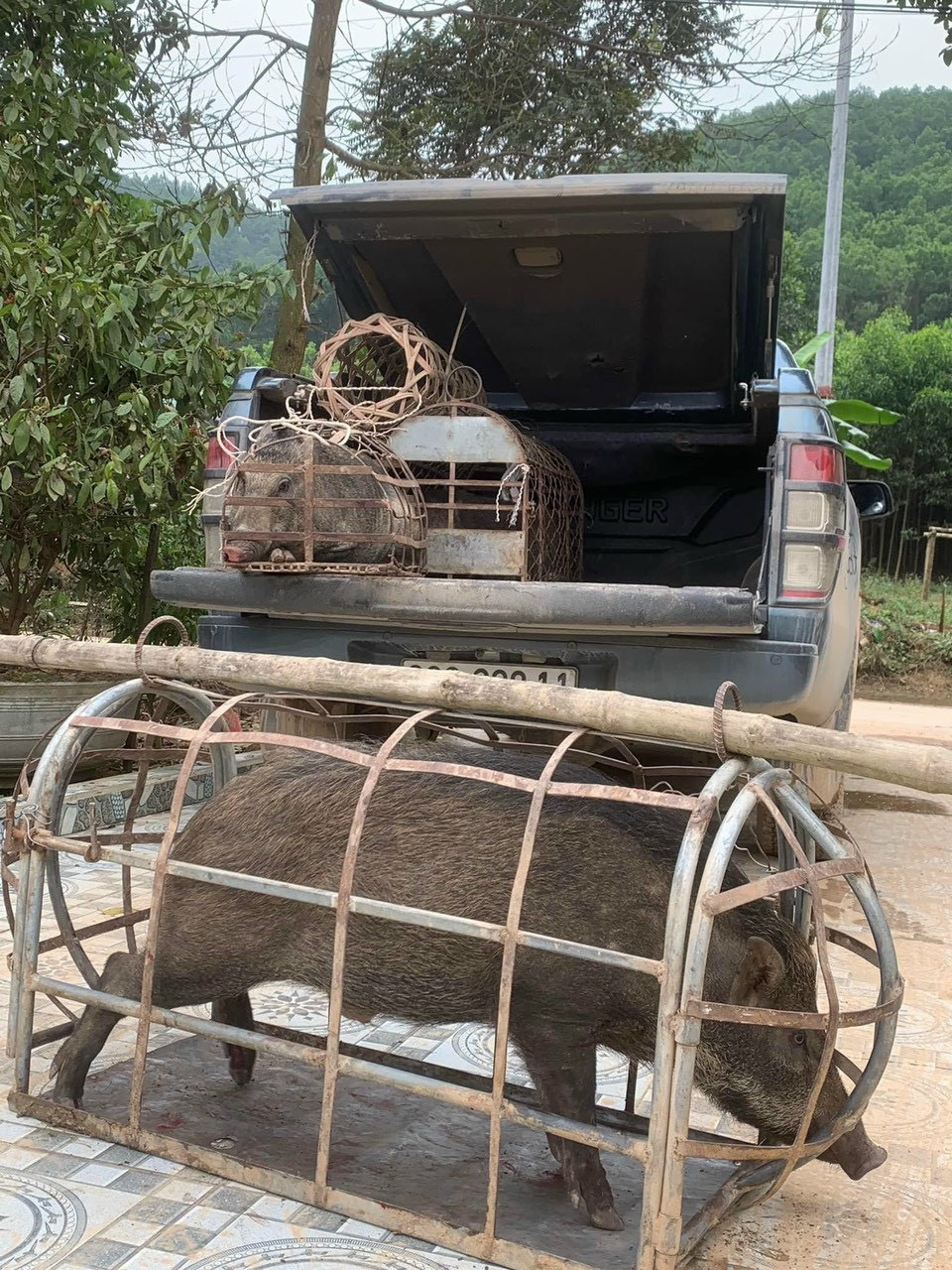 Những con lợn rừng F1 được vận chuyển từ các vùng Tây Bắc và Tây Nguyên về Hà Tĩnh để làm thịt. Ảnh: NVCC