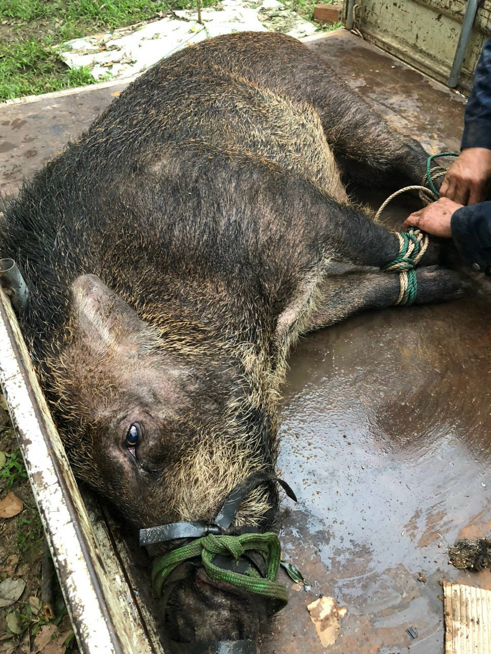 Những con lợn rừng trước khi làm thịt để bán cho khách làm mâm cúng. Ảnh: NVCC