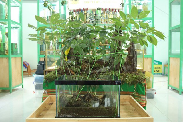 `Cây sâm Ngọc Linh 9 nhánh 9 hoa được bán với giá 868 triệu đồng vào đầu tháng 8/2023. Ảnh: TP