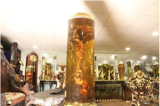 Đây là củ sâm Ngọc Linh có giá gần 2 tỷ đồng. Ảnh: Dân Trí