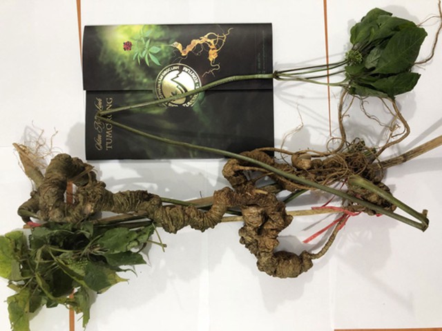 Đây là củ sâm Ngọc Linh hơn 100 tuổi, có giá gần 1 tỷ đồng. Ảnh: Dân Việt