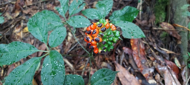 Sâm Ngọc Linh được coi là 