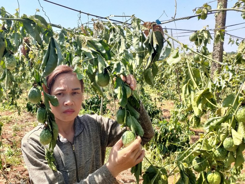 Vườn chanh leo và cà phê của gia đình chị Vũ Thị Chuyền bị kẻ gian chặt phá. (Ảnh: CTV)