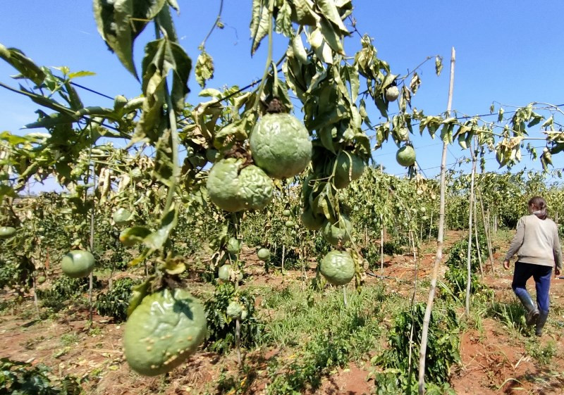 Những trái chanh teo tóp (Ảnh: CTV)