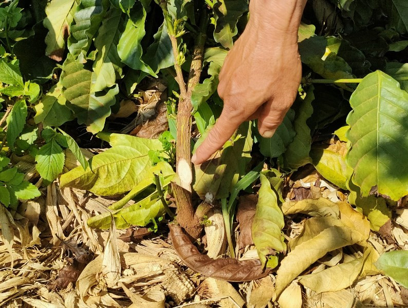 Hàng trăm cây cà phê mới tái canh đã bị chặt sát gốc. (Ảnh: CTV)
