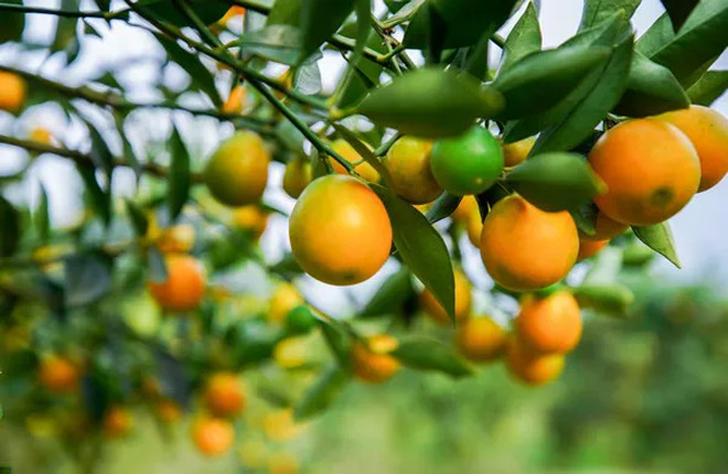 Cây quất vừa có thể làm cảnh vừa lấy quả để dùng trong chế biến món ăn. Ảnh: Fresh