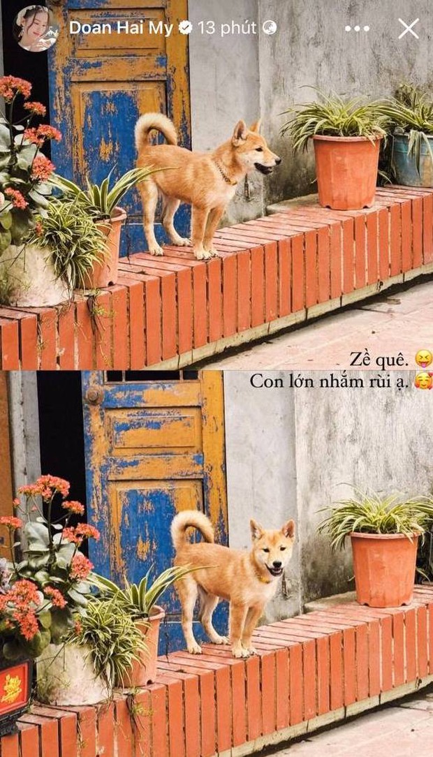 Hải My và Văn Hậu coi chú chó Si như con của mình