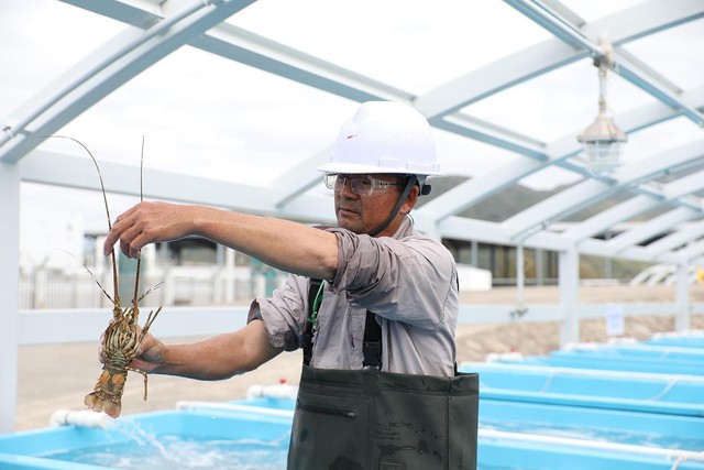 Trung Quốc đã nuôi thành công một số loại hải sản cao cấp (trong đó có tôm hùm) trong dự án tận dụng năng lượng lạnh trong quá trình xử lý khí tự nhiên hóa lỏng (LNG). Ảnh: Chinadaily
