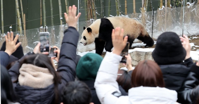 Hình ảnh trong ngày tiễn biệt Fubao trở về Trung Quốc