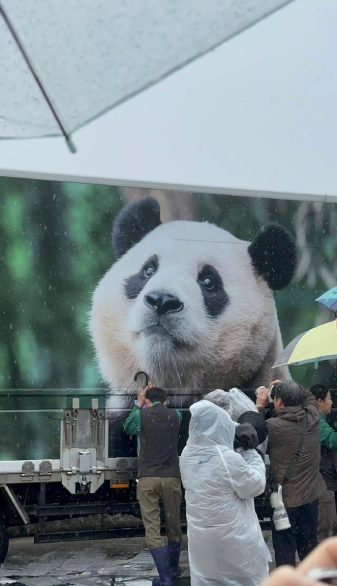 Chiếc xe tải đặc biệt đưa Fubao tới sân bay