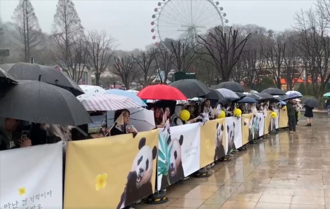 Rất nhiều người đã xếp hàng dưới mưa chào tạm biệt chú gấu trúc