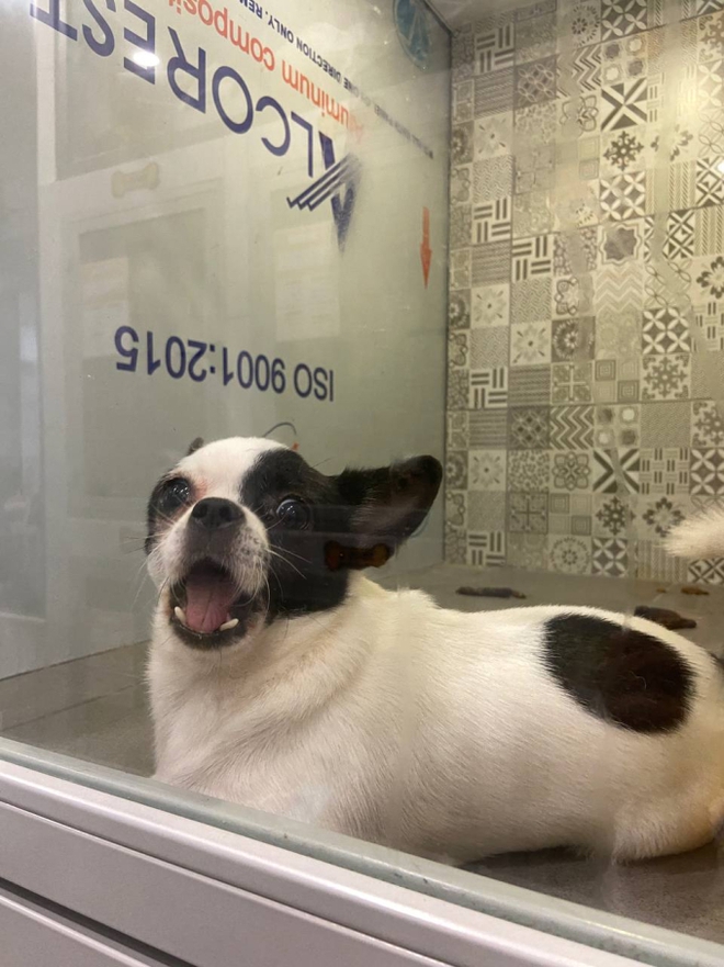 Hình ảnh những chú cún đang được chăm sóc tại spa thú cưng