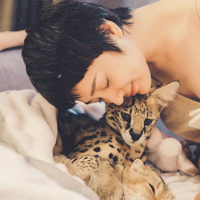 Là giống mèo hoang dã nên Cartier có những đặc điểm như thân hình mảnh dẻ, đôi tai lớn, đầu nhỏ, chân dài. Điểm ấn tượng nhất của chú mèo này là lớp lông ngoài màu vàng kim với đốm và sọc đen, giống hệt một chú báo.