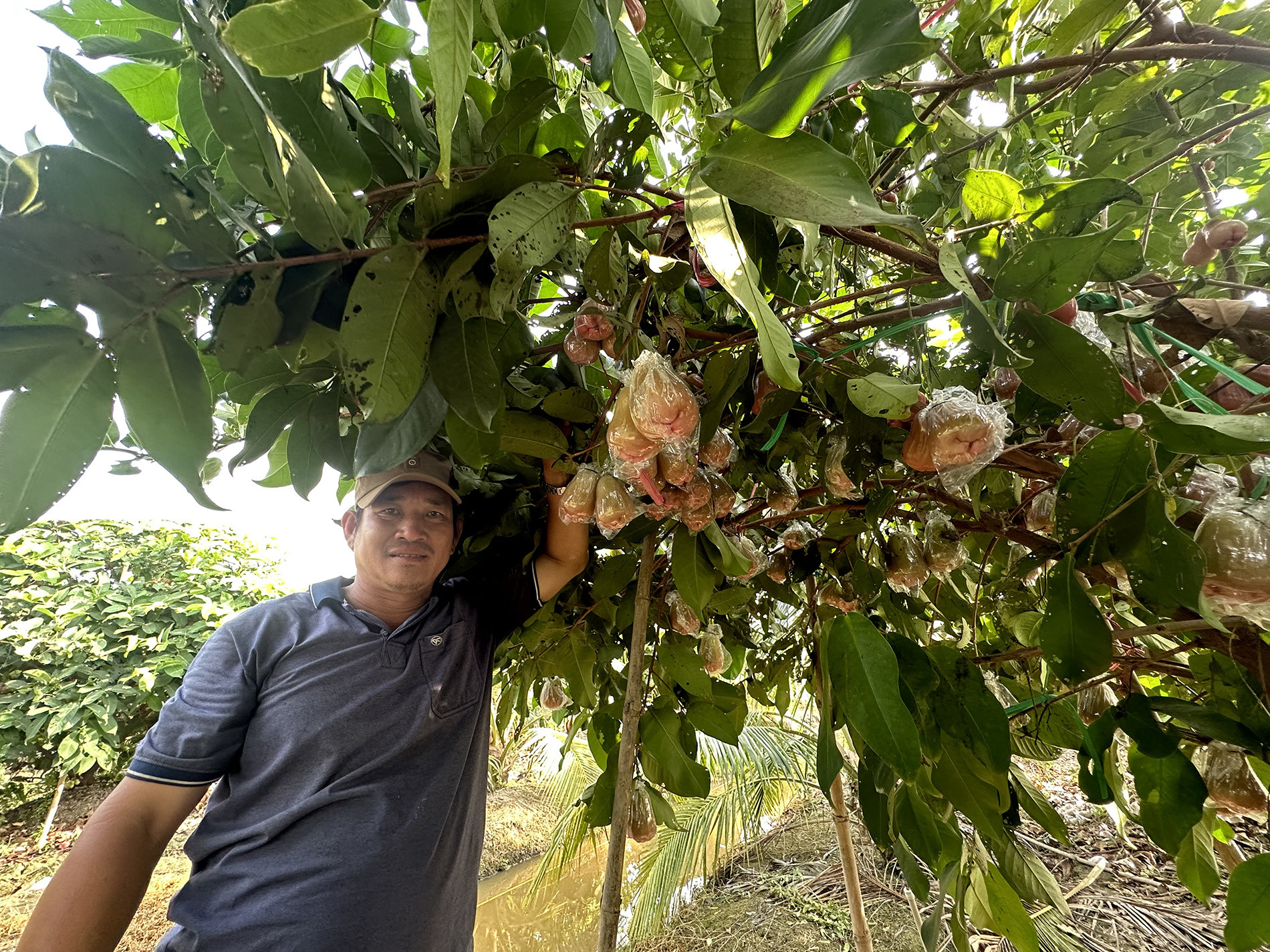  Anh Trần Ngọc Quận - người trồng mận hồng MST đầu tiên ở Vĩnh Long. Ảnh: H.T