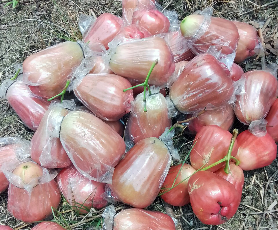 Mận hồng MTS có màu sắc đẹp mắt, trái to, ngọt thanh. Ảnh: H.T