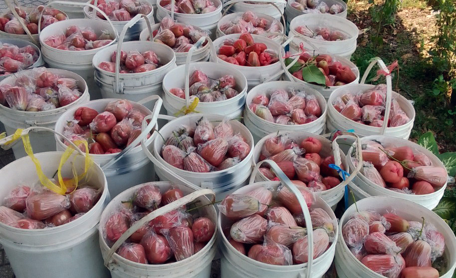 Mận được thu hoạch để bán cho thương lái