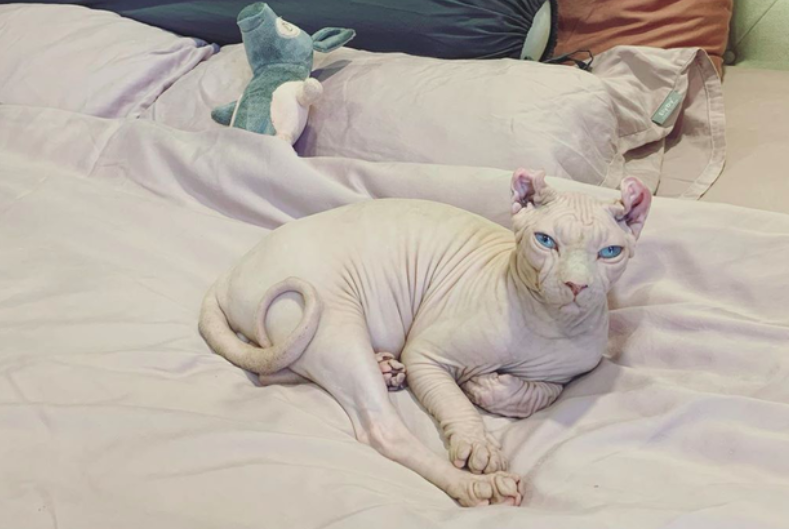 Giống mèo được Văn Mai Hương nuôi nấng khác biệt hoàn toàn so với các 