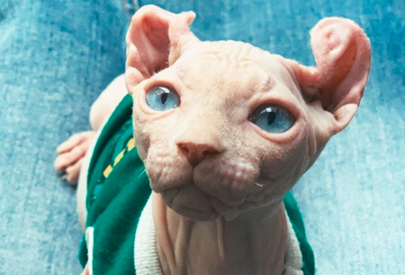 Thú cưng của Văn Mai Hương còn có thêm đặc điểm tai xoắn nên sẽ giá cao hơn bình thường.