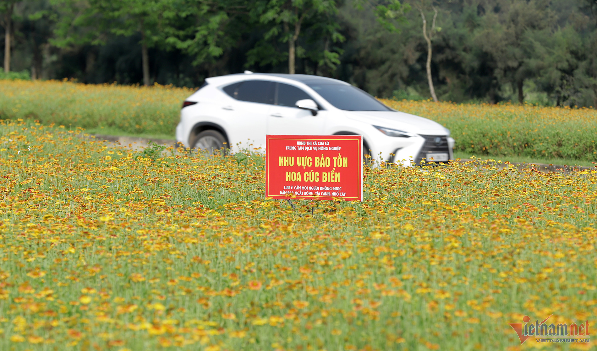 Cửa Lò cắm biển ghi rõ khu vực bảo tồn loài hoa cúc biển.