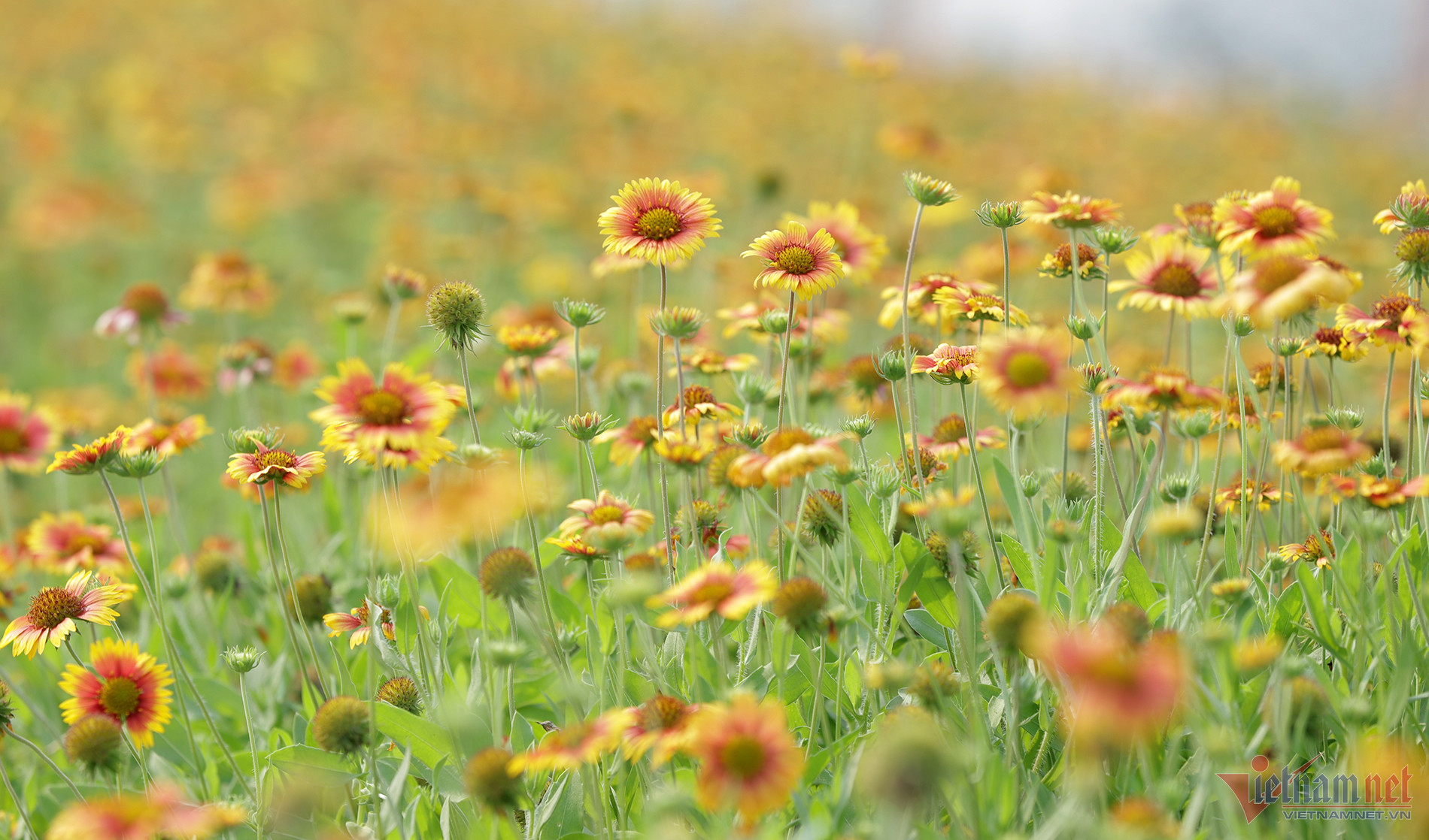 Loài hoa mộc mạc níu chân du khách đến phố biển Cửa Lò.