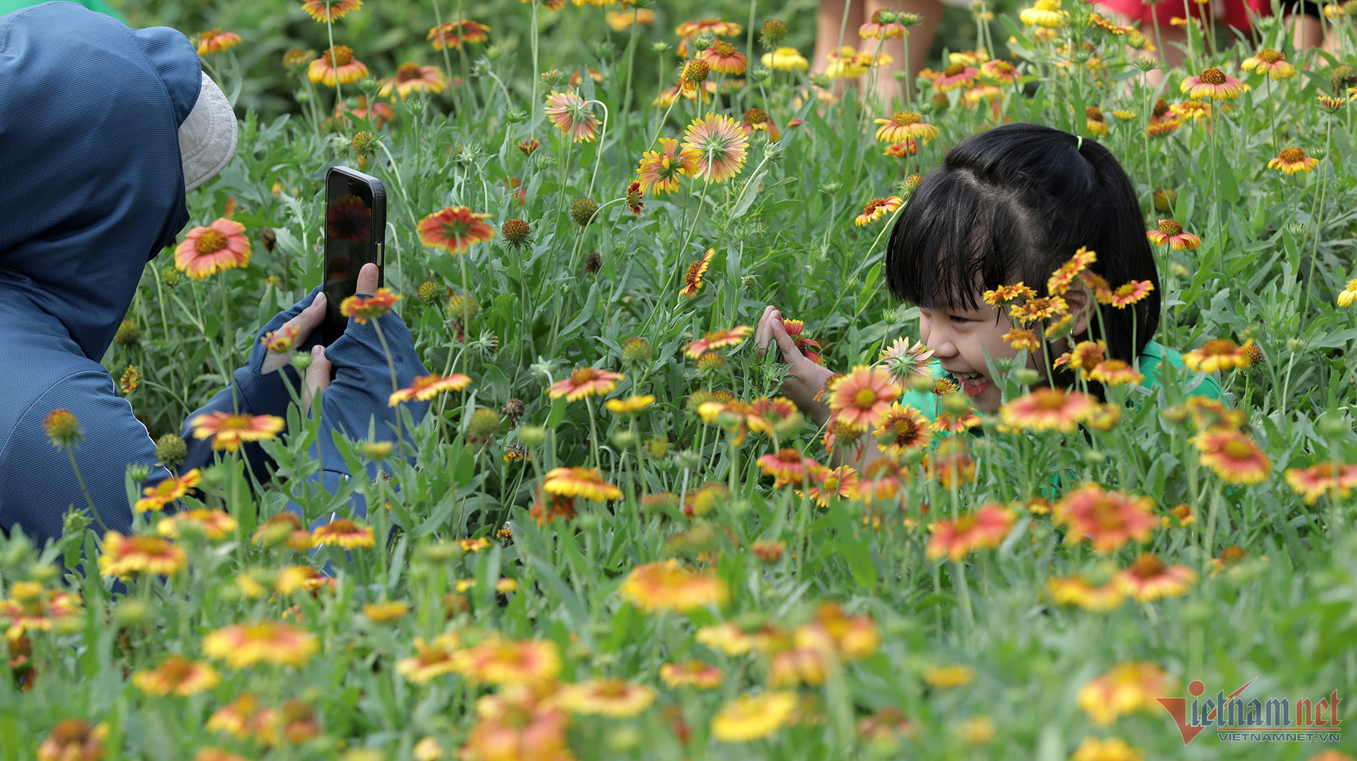 Loài hoa chịu được sức gió và sự mặn mòi của biển cả. Ảnh: Quốc Huy