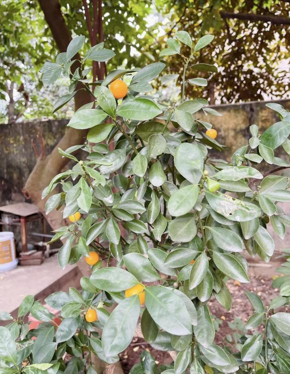 Căn nhà không chỉ là nơi ở mà còn chứa đựng nhiều kỷ niệm đẹp của NSƯT Hương Tươi và gia đình.