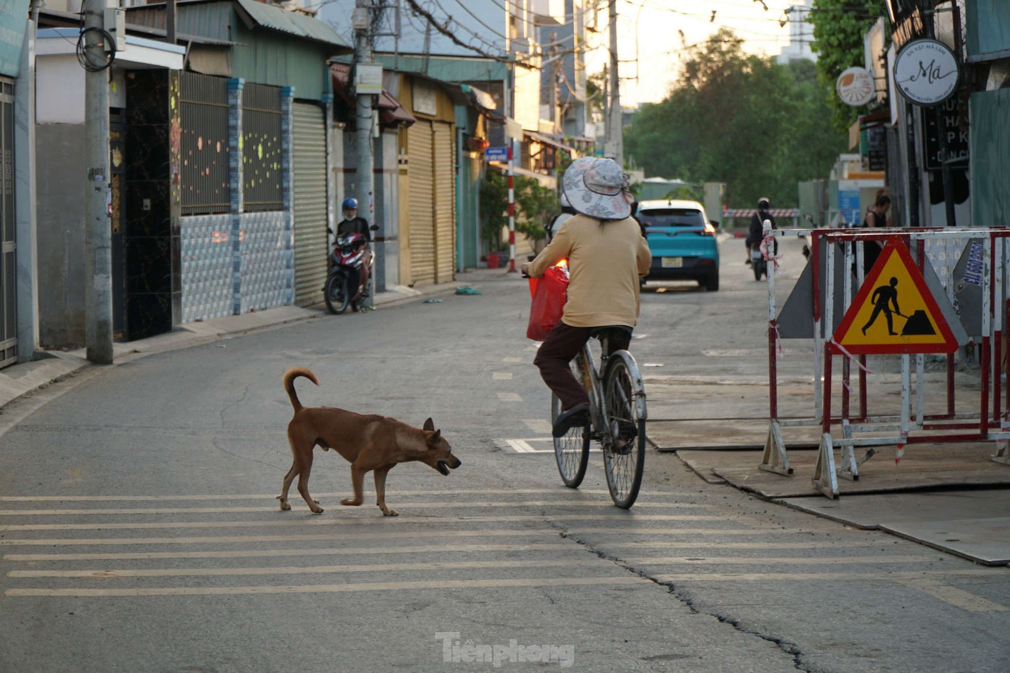 Chó thả rông trên Nguyễn Thị Định (đoạn giao với đường Lê Hữu Kiều, phường Bình Trưng Tây TP Thủ Đức).