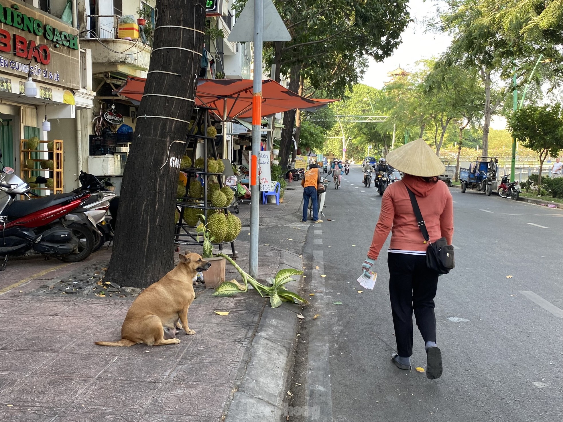 Theo ghi nhận của PV, tại nhiều tuyến đường và khu vực dân cư của TPHCM, không khó để bắt gặp tình trạng chó thả rông , không rọ mõm . Hình ảnh ghi nhận tại vỉa hè đường Trường Sa (phường 13, quận 3).