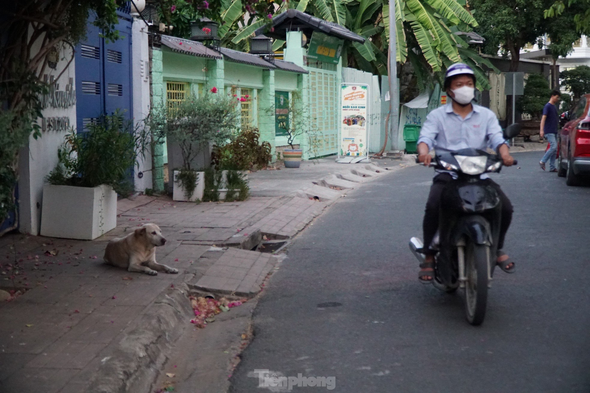 Chia sẻ với PV, nhiều người dân bày tỏ sự đồng tình khi cơ quan chức năng tăng cường việc xử phạt các trường hợp chủ nuôi thả rông chó và không đeo rọ mõm cho vật nuôi khi đến nơi công cộng. Trong ảnh: Chó thả rông, không được rọ mõm xuất hiện nhan nhản ở khu vực công viên bờ kênh Giồng Ông Tố (phường An Phú, TP Thủ Đức).