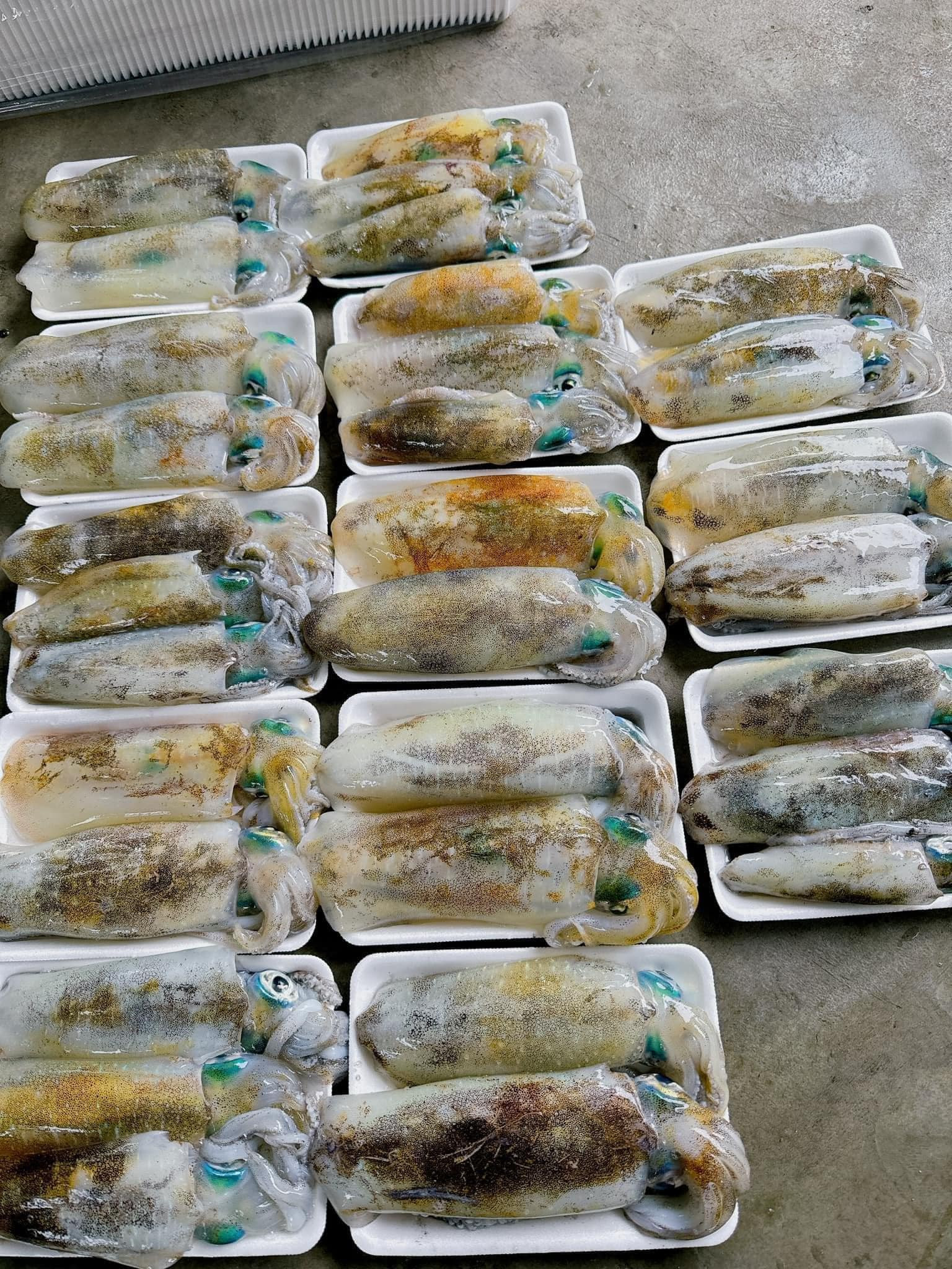 Mực lá thường được đánh bắt vào ban ngày. Mực ngon là khi mực vẫn còn sống, mắt xanh, da chớp nháy với nhiều màu sắc khác nhau (Ảnh: Ốc nhỏ, Trâm Hồ)