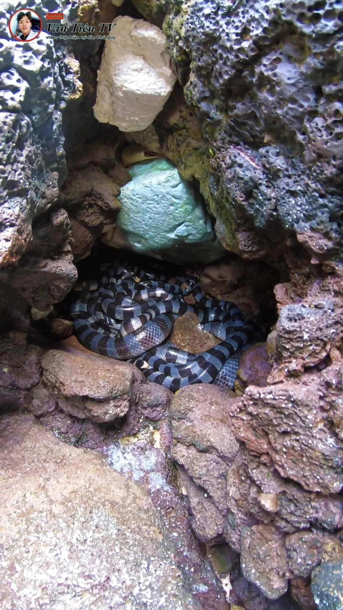 Cận cảnh ổ rắn độc khiến dân tình lo sợ suốt những ngày qua (Nguồn: Văn Tiên TV).