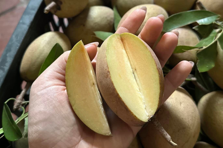 Hồng xiêm có nhiều tác dụng tốt cho sức khỏe. Ảnh: Nguyễn Biên.