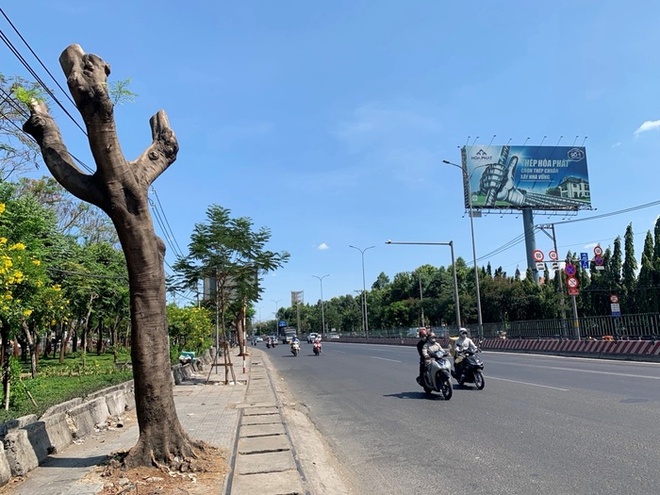 Nắng nóng nhưng hàng cây xanh bị cắt trụi nên người đi xe máy chỉ muốn chạy thật nhanh để trốn nắng vì không có bóng râm