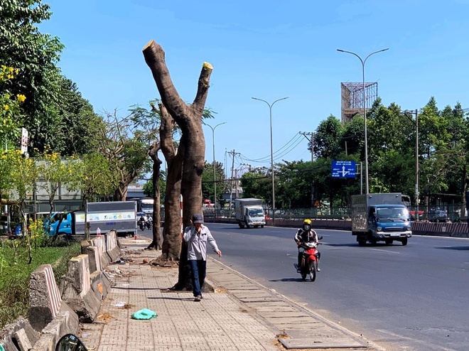 Hàng cây xanh bị cắt cành trụi lủi, không còn tán cây và lá tỏa bóng mát khiến người đàn ông đi bộ phải dùng tay che mặt vì quá nắng rát. 