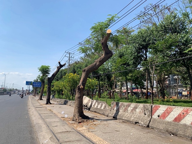 Những ngày qua, nhiều người dân đi trên Quốc lộ 1 đoạn qua quận Bình Tân, TPHCM rất bất ngờ khi thấy 2 hàng cây xanh bị cắt trụi lủi, chỉ còn phần thân trơ trọi giữa nắng nóng gay gắt. Hàng cây xanh tỏa bóng mát ngày nào giờ đây bị cắt cành trụi lủi khiến người dân vô cùng tiếc nuối.