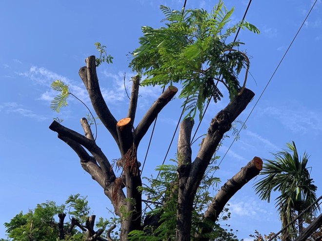 Phần ngọn cây bị cắt trụi đã ra chồi mới nhưng còn khá lâu nữa mới tạo được tán có bóng râm.