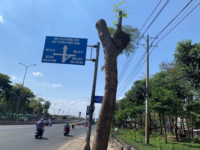 Theo công ty điện lực Bình Phú, hiện tại đoạn này có đường dây trung thế 22KV nhiều điểm hở, khả năng xảy ra phóng điện khi không đảm bảo hành lang an toàn lưới điện nên đơn vị đã có văn bản yêu cầu đơn vị quản lý cây xanh phải cắt tỉa nhánh cây đảm bảo khoảng cách 3m đối với vị trí gần nhất của đường dây trung thế.