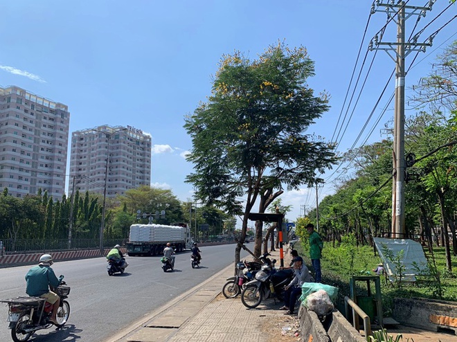 Một số xe ôm trốn nắng tại bóng râm hiếm hoi giữa hàng cây xanh bị cắt trụi lủi.