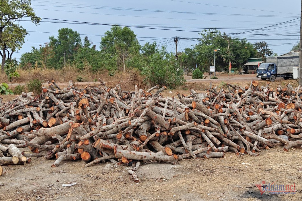 Sau khi chặt điều, người dân gom lại để bán củi. Ảnh: ĐP