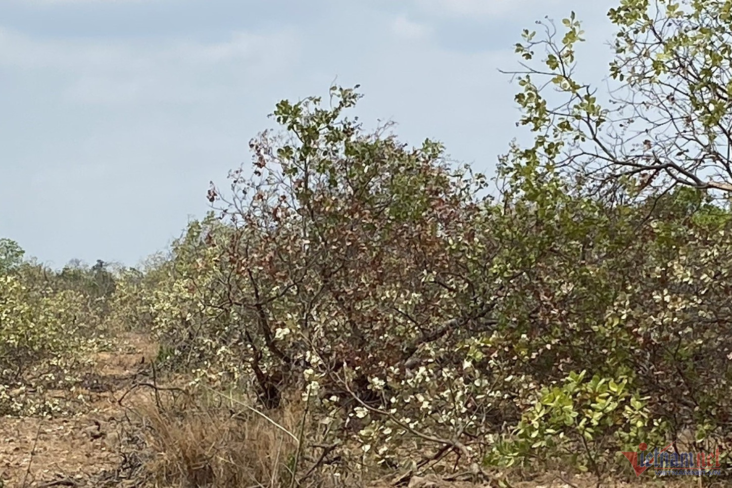 Người dân đã tự chặt bỏ gần 40 hecta cây điều do không có nước tưới. Ảnh: ĐP