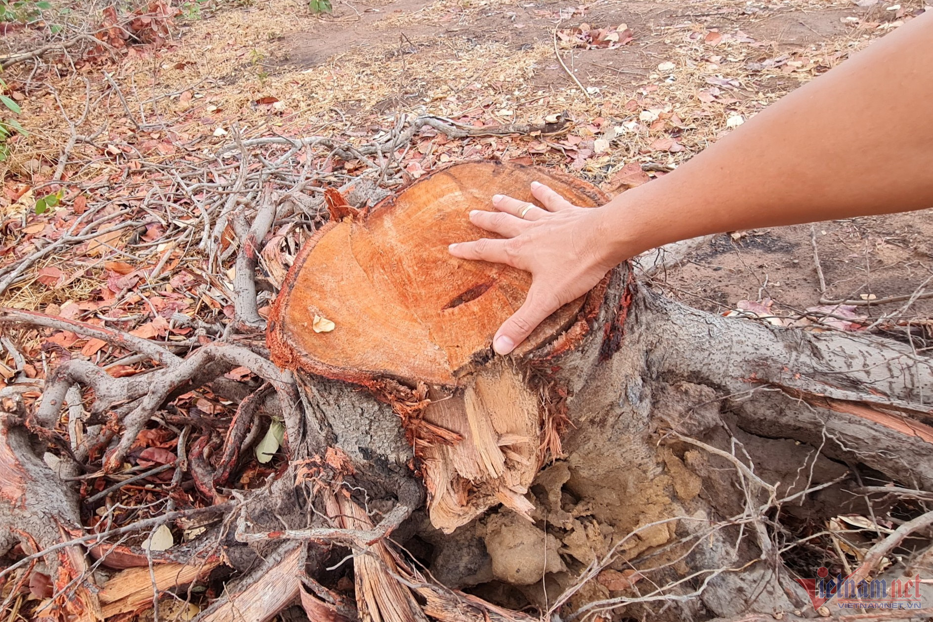 Những cây điều có đường kính lớn bị chặt bỏ. Ảnh: ĐP