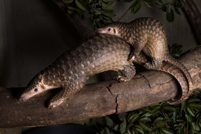 Những động vật hoang dã quý hiếm mà bạn có thể thấy tại Cúc Phương