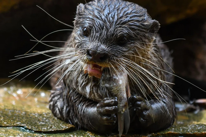 Nguồn ảnh: Vườn Quốc gia Cúc Phương