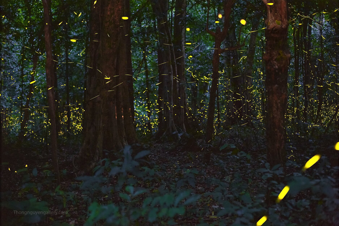 Tour đêm tuyệt đẹp, lần đầu xuất hiện tại Vườn quốc gia Cúc Phương